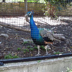 Tropical Animals-Common Peafowl