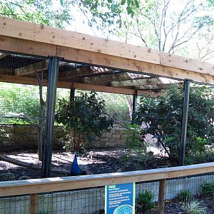 Tropical Animals-Common Peafowl Exhibit
