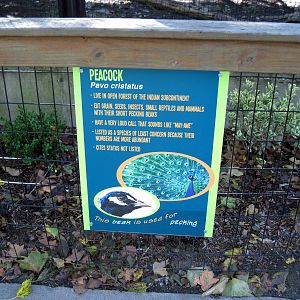 Tropical Animals-Signage