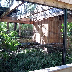 Tropical Animals-Green Iguana Exhibit