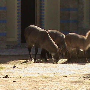 defassa waterbuck 030910