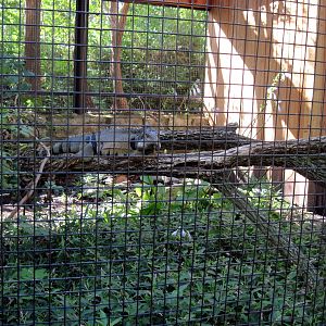 Tropical Animals-Green Iguana