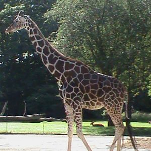 giraffe 030910