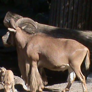 barbary sheep 030910