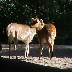 barasingha 030910