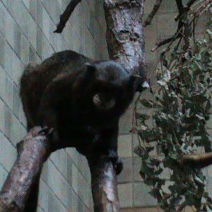 black-mantled tamarin 030910