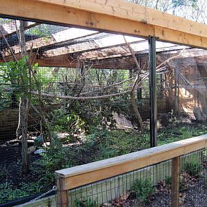 Tropical Animals-Swainson's Toucan Exhibit