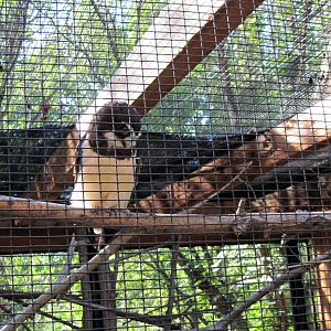 Tropical Animals-Spectacled Owl