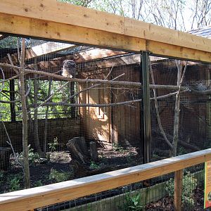 Tropical Animals-Spectacled Owl Exhibit
