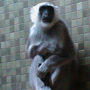 hanuman langur 030910