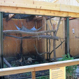 Tropical Animals-Tamandua Exhibit