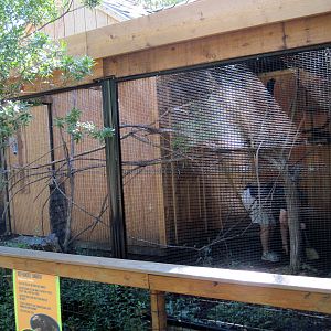 Tropical Animals-Red-handed Tamarin Exhibit