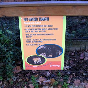 Tropical Animals-Signage