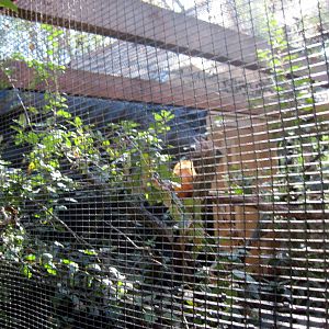 Tropical Animals-Golden Lion Tamarin