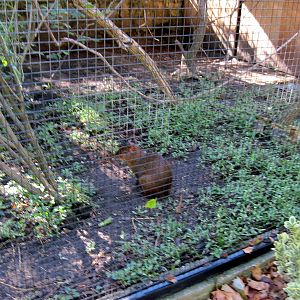Tropical Animals-Agouti
