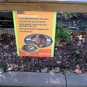 Tropical Animals-Signage