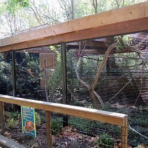Tropical Animals-Golden Lion Tamarin/Agouti Exhibit