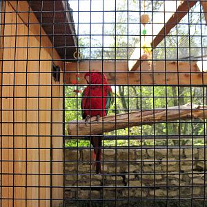 Tropical Animals-Green-winged Macaw