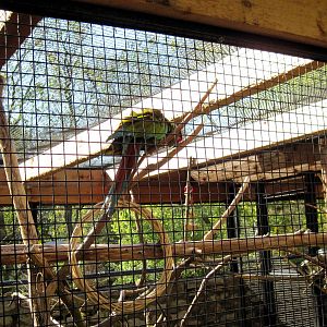 Tropical Animals-Military Macaw