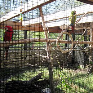 Tropical Animals-Green-winged and Military Macaws