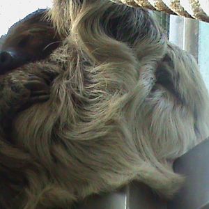 linnaeus' two-toed sloth 030910