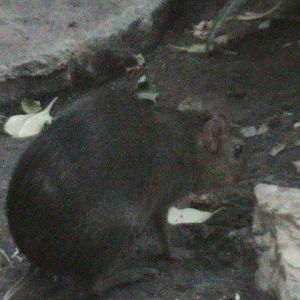 green acouchi 030910