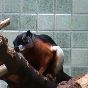 prevost squirrel 030910