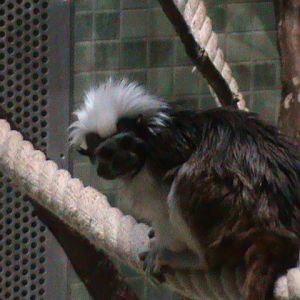 cotton-top tamarin 030910