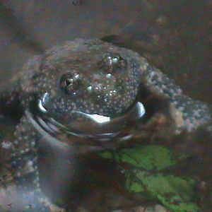 budgett's frog 030910