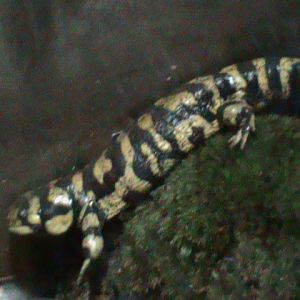 tiger salamander 030910