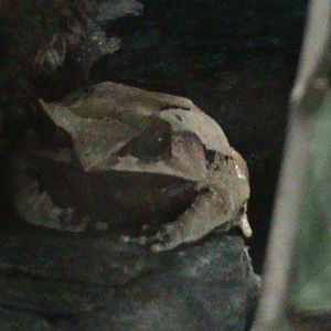 long-nosed horned frog (megophrys nasuta) 030910