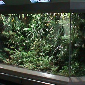 large terrarium - tropical american frogs 030910