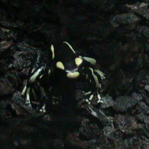 Dendrobates tinctorius 030910