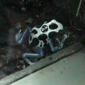 Dyeing poison dart frog 030910