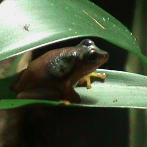 african sedge frog (hyperolius puncticulatus) 030910