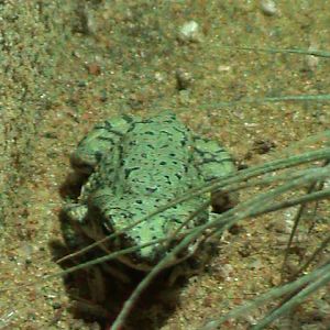 western green toad (bufo debilis) 030910
