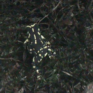 melanophryniscus stelzneri 030910