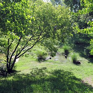 Africa-Lesser Flamingo/Chilean Flamingo/Mute Swan/Black-necked Swan Exhibit