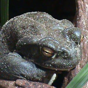 colorado river toad 030910