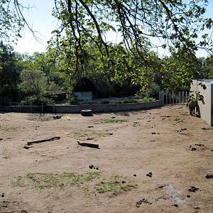 Africa-African Elephant Exhibit