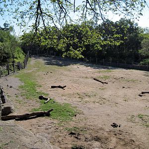 Africa-African Elephant Exhibit
