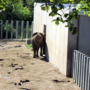 Africa-African Elephant