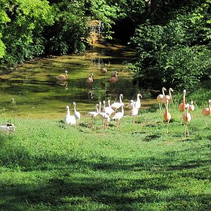 Africa-Lesser Flamingo/Chilean Flamingo/Mute Swan/Black-necked Swan Exhibit