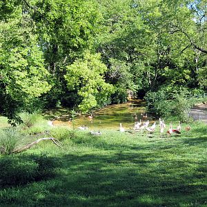 Africa-Lesser Flamingo/Chilean Flamingo/Mute Swan/Black-necked Swan Exhibit