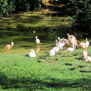 Africa-Lesser Flamingo/Chilean Flamingo/Mute Swan/Black-necked Swan Exhibit