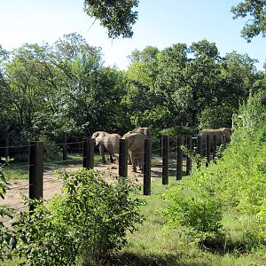 Africa-African Elephant Exhibit