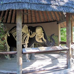 Africa-African Elephant Skeleton