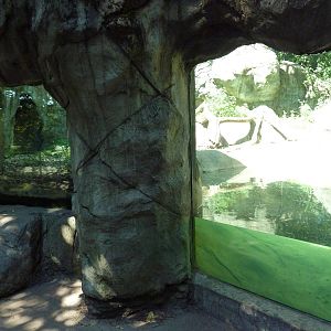 Asiatic Black Bear Exhibit