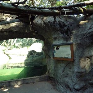 Asiatic Black Bear Exhibit