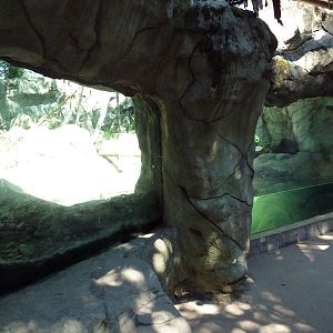 Asiatic Black Bear Exhibit